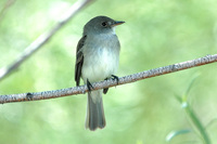 : Empidonax traillii; Willow Flycatcher