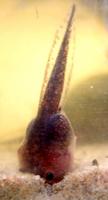 : Scaphiophryne gottlebei; Gottlebe's Narrow-mouthed Frog