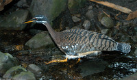 : Eurypyga helias; Sunbittern