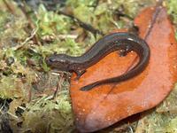 : Stereochilus marginatus; Many-lined Salamander