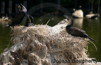 : Phalacrocorax africanus; African Cormorant