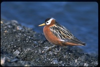 : Phalaropus fulicarius; Red Pharalope