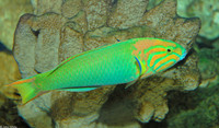 : Thalassoma lutescens; Sunset Wrasse