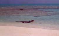 : Monachus schauinslandi; Hawaiian Monk Seal And Pup