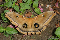 : Antheraea polyphemus; Polyphemus Moth