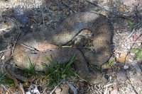 : Acanthophis praelongus; Northern Death Adder