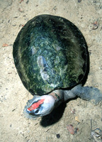 : Callagur borneoensis