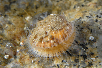 : Crassadoma gigantea; Giant Rock-scallop