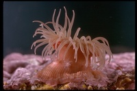 : Epiactis prolifera; Proliferating Sea Anemone