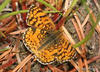 : Phyciodes mylitta; Mylitta Crescent