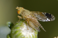 : Trupanea californica; Fruit Fly