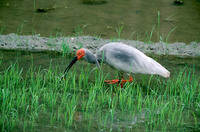 朱鹮，学名Nipponia nippon，英文名Japanese Crested Ibis