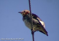 Fig. 8. Violet-backed Starling : 쇠찌르레기