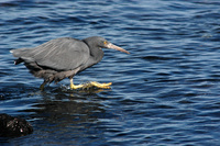 흑로 (Pacific Reef Heron)