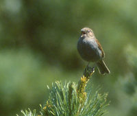 Japanese Accentor (Prunella rubida) photo