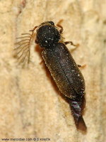 Ptilinus pectinicornis