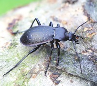 Carabus hortensis hortensis