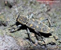 Xylotrechus pantherinus