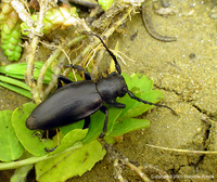 Dorcadion aethiops aethiops