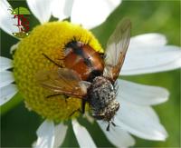 Tachina fera