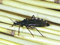 Triatoma infestans