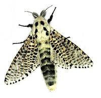 Zeuzera pyrina - Leopard Moth