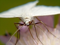 Siona lineata - Black-veined Moth