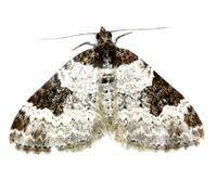 Xanthorhoe fluctuata - Garden Carpet