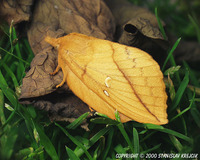 Euthrix potatoria - The Drinker
