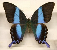 Papilio blumei