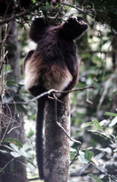 Milne-Edward's sifaka (Propithecus edwardsi)