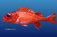 Sebastes ensifer, Swordspine rockfish: