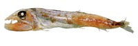 Omosudis lowii, Hammerjaw: