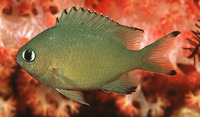 Chromis lepidolepis, Scaly chromis: