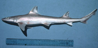 Mustelus manazo, Starspotted smooth-hound: fisheries, gamefish