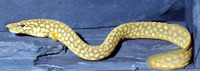 Mastacembelus moorii, : fisheries, aquarium