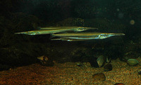 Xenentodon cancila, Freshwater garfish: fisheries, aquarium