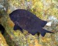 Parma alboscapularis, Black scalyfin: