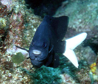 Similiparma hermani, Cape damsel: