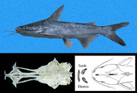 Cathorops multiradiatus, Box sea catfish: fisheries