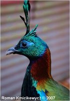 Himalayan Monal Pheasant, Lophophorus impeyanus