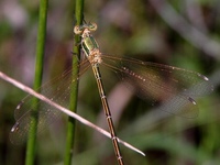 Lestes barbarus