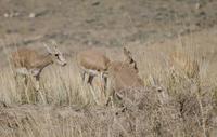 Image of: Gazella subgutturosa (goitered gazelle)