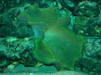 Stichodactyla haddoni - Haddon's Carpet Anemone