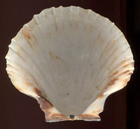 Pecten maximus - Escallop