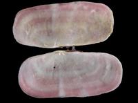 Solecurtus strigilatus