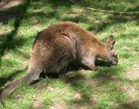 Image of: Macropus rufogriseus (red-necked wallaby)