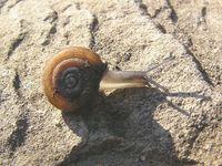 Causa holosericea