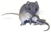 Image of: Parantechinus apicalis (southern dibbler)