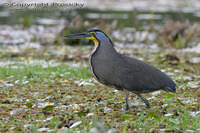 Tigrisoma mexicanum - Bare-throated Tiger-Heron